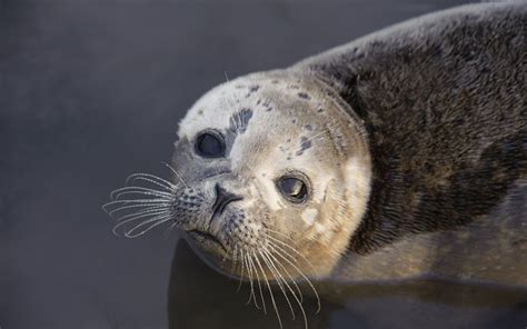 Facts About Seals Sea Lions Live Science