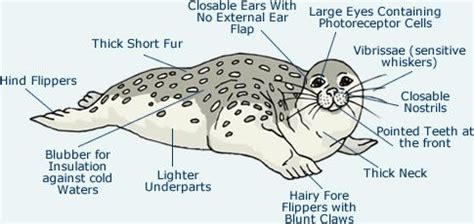 Leopard Seals Characteristics Reproduction Habitat And More