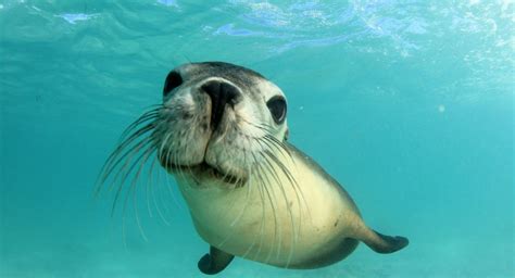 When Do Seals Need To Surface For Air?